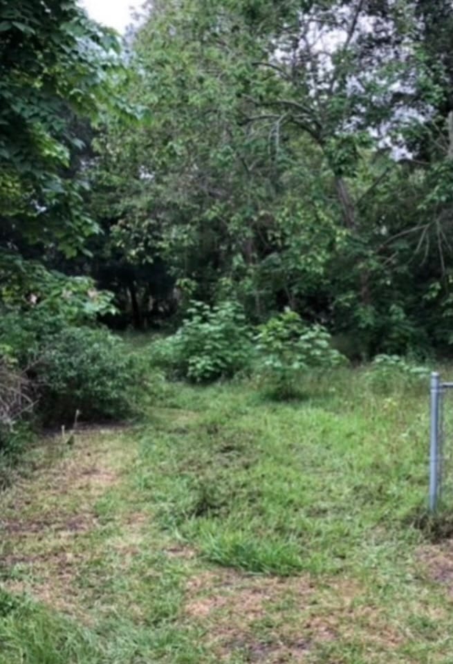 Before — a back lot grown in with saplings and waist-high brush, a chain-link fence post at the right edge.