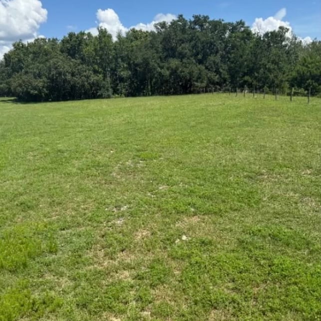 Before — an open field of shaggy, uneven grass running back to a tree line.